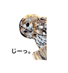モリフクロウのまる♂（個別スタンプ：1）