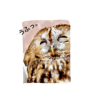 モリフクロウのまる♂（個別スタンプ：2）