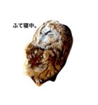 モリフクロウのまる♂（個別スタンプ：3）