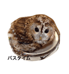 モリフクロウのまる♂（個別スタンプ：4）