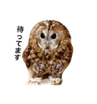 モリフクロウのまる♂（個別スタンプ：5）