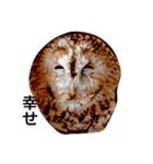 モリフクロウのまる♂（個別スタンプ：6）