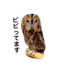 モリフクロウのまる♂（個別スタンプ：7）