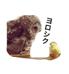 モリフクロウのまる♂（個別スタンプ：8）
