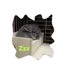チラライフ（個別スタンプ：7）