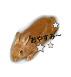 うさぎの  うーちゃん（個別スタンプ：2）