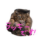 うちのねこのラッキー！（個別スタンプ：1）