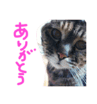 うちのねこのラッキー！（個別スタンプ：4）