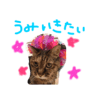 うちのねこのラッキー！（個別スタンプ：5）