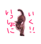 うちのねこのラッキー！（個別スタンプ：6）