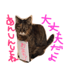うちのねこのラッキー！（個別スタンプ：8）