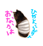 うちのねこのラッキー！（個別スタンプ：12）