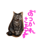 うちのねこのラッキー！（個別スタンプ：13）