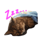 うちのねこのラッキー！（個別スタンプ：15）