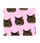 うちのねこのラッキー！（個別スタンプ：16）