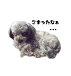 ポメプー 悟天②【実写版】（個別スタンプ：5）