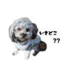 ポメプー 悟天②【実写版】（個別スタンプ：8）