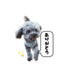 ポメプー 悟天②【実写版】（個別スタンプ：12）