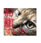 ねこたちその3（個別スタンプ：1）