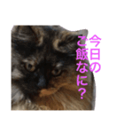 ねこたちその3（個別スタンプ：2）