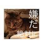 ねこたちその3（個別スタンプ：4）