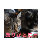 ねこたちその3（個別スタンプ：5）