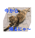 ねこたちその3（個別スタンプ：6）