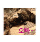 ねこたちその3（個別スタンプ：8）