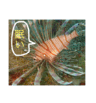 沖縄の風景絵葉書と水中生物の日常会話です（個別スタンプ：2）