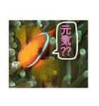 沖縄の風景絵葉書と水中生物の日常会話です（個別スタンプ：4）