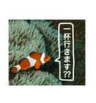 沖縄の風景絵葉書と水中生物の日常会話です（個別スタンプ：5）