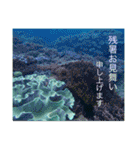 沖縄の風景絵葉書と水中生物の日常会話です（個別スタンプ：7）