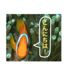 沖縄の風景絵葉書と水中生物の日常会話です（個別スタンプ：9）