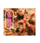 沖縄の風景絵葉書と水中生物の日常会話です（個別スタンプ：13）