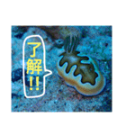 沖縄の風景絵葉書と水中生物の日常会話です（個別スタンプ：14）
