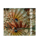 沖縄の風景絵葉書と水中生物の日常会話です（個別スタンプ：15）