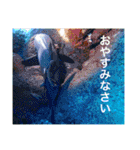 沖縄の風景絵葉書と水中生物の日常会話です（個別スタンプ：16）