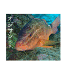 沖縄の風景絵葉書と水中生物の日常会話です（個別スタンプ：18）