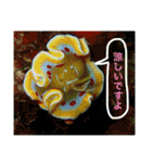 沖縄の風景絵葉書と水中生物の日常会話です（個別スタンプ：19）