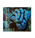 沖縄の風景絵葉書と水中生物の日常会話です（個別スタンプ：20）