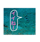 沖縄の風景絵葉書と水中生物の日常会話です（個別スタンプ：21）