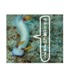 沖縄の風景絵葉書と水中生物の日常会話です（個別スタンプ：22）