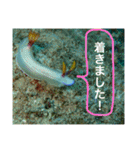 沖縄の風景絵葉書と水中生物の日常会話です（個別スタンプ：24）