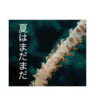 沖縄の風景絵葉書と水中生物の日常会話です（個別スタンプ：27）