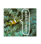 沖縄の風景絵葉書と水中生物の日常会話です（個別スタンプ：28）