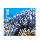 沖縄の風景絵葉書と水中生物の日常会話です（個別スタンプ：29）
