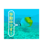 沖縄の風景絵葉書と水中生物の日常会話です（個別スタンプ：30）