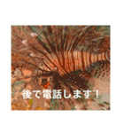 沖縄の風景絵葉書と水中生物の日常会話です（個別スタンプ：32）