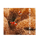 沖縄の風景絵葉書と水中生物の日常会話です（個別スタンプ：40）