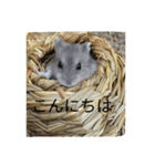 ウサハム（個別スタンプ：1）